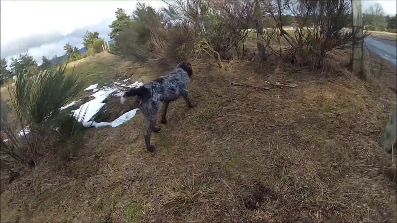 Chasse griffon korthals chien d'arrêt sur perdreaux Go pro