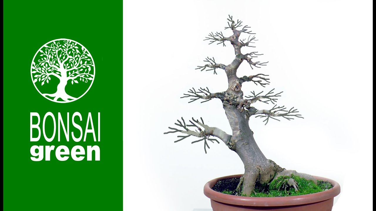 Celtis australis   Yamadori 2019