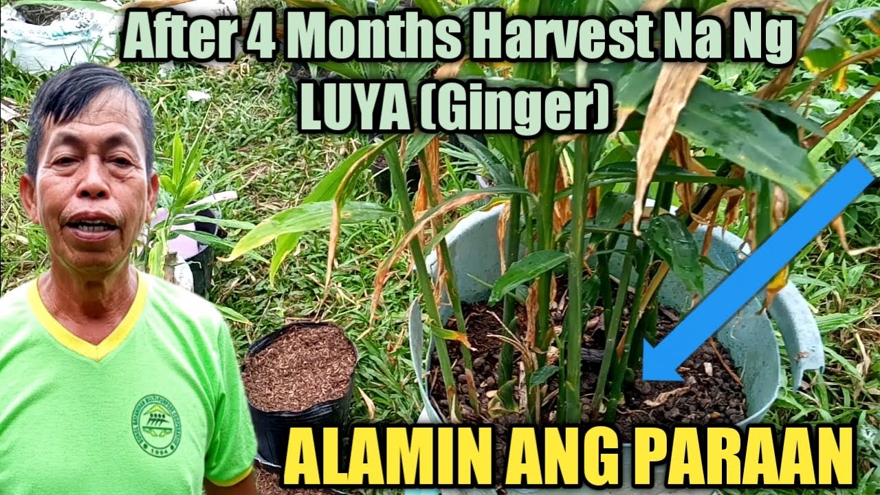 Ang Mabilis Na PARAAN Ng Pagpaparami Ng LUYA(GINGER) At Maka HARVEST Pagkatapos Ng 4 Na Buwan