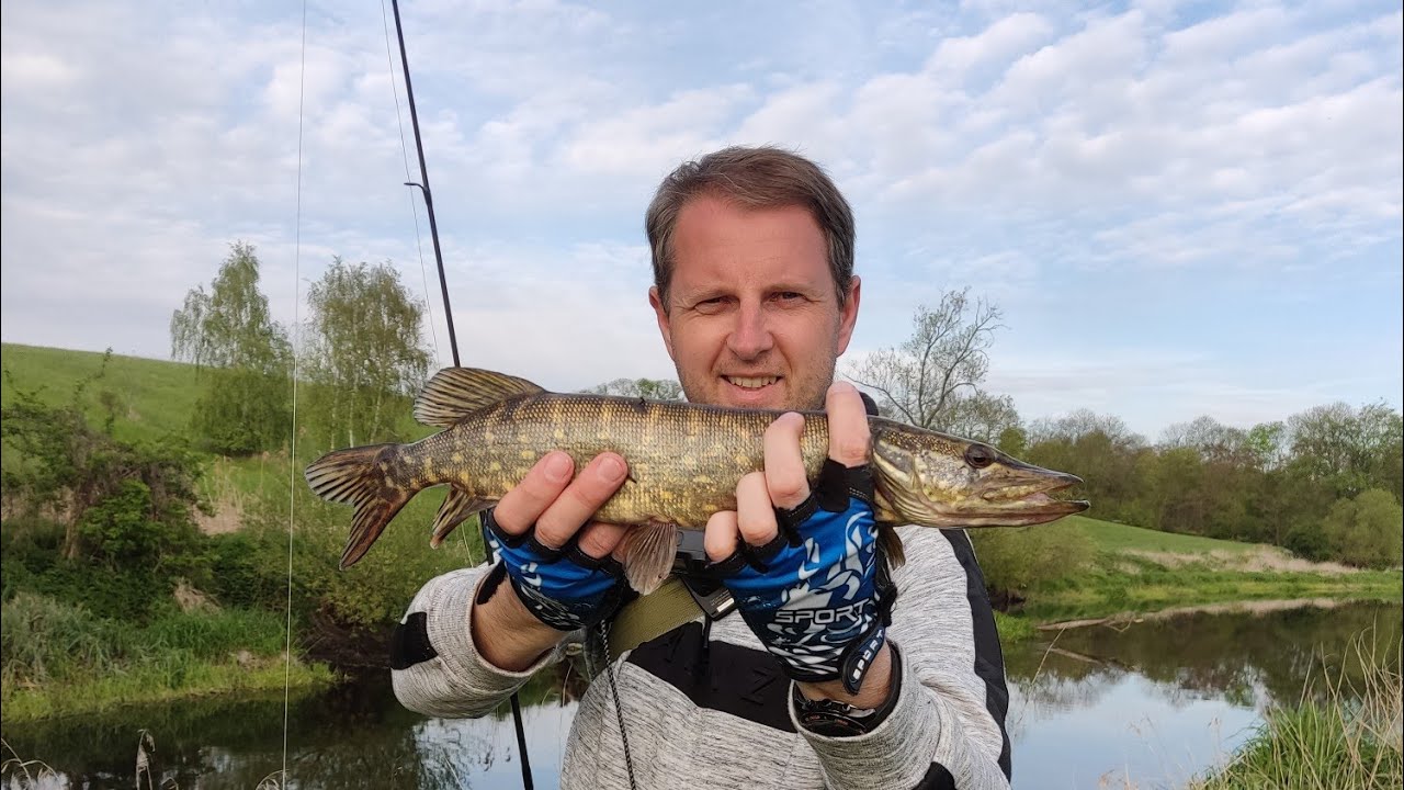 Majowy szczupak na rzece Ner PZW Okręg Sieradz