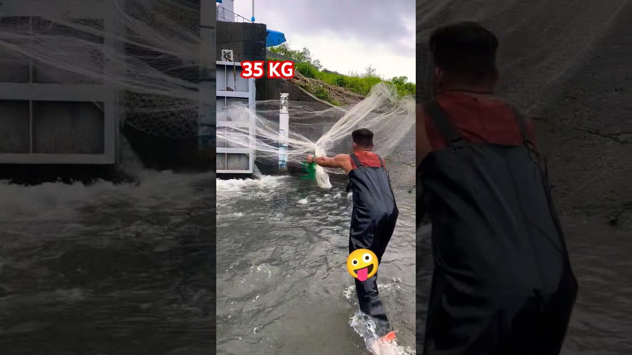 Real net fishing Videos 2025,  Big Fish Hunting with net, traditional net fishing, #fishing #viral