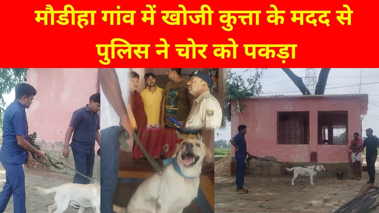 मौडीहा गांव में खोजी कुत्ता के मदद से पुलिस ने चोर को पकड़ा#khojikuta#apna khabar