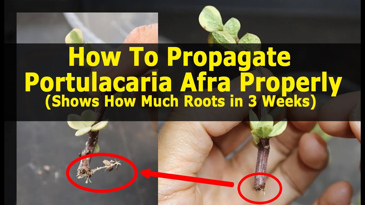 Правильное размножение портулакарии афрской (обновление за 3 недели)
