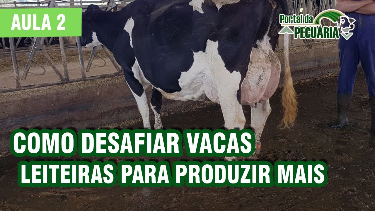Como desafiar vacas leiteiras para produzir mais. Parte 2