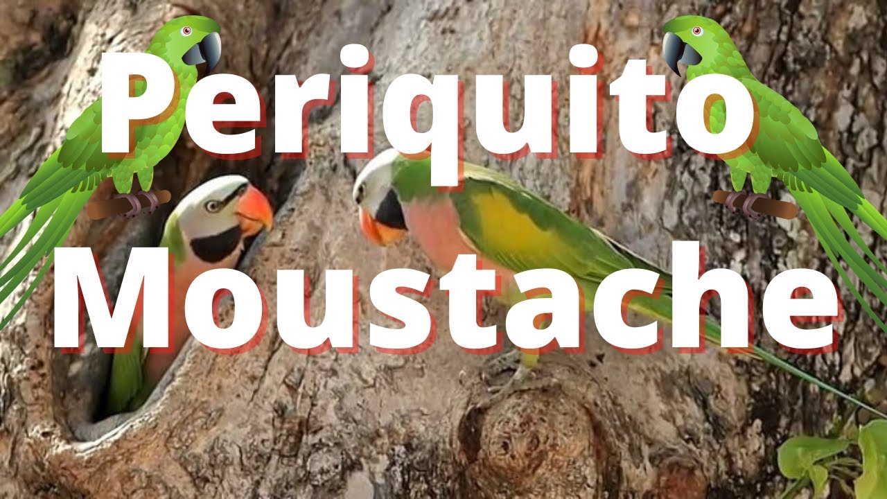 Periquito Moustache Canto do Periquito Moustache Filhote de Periquito Moustache,