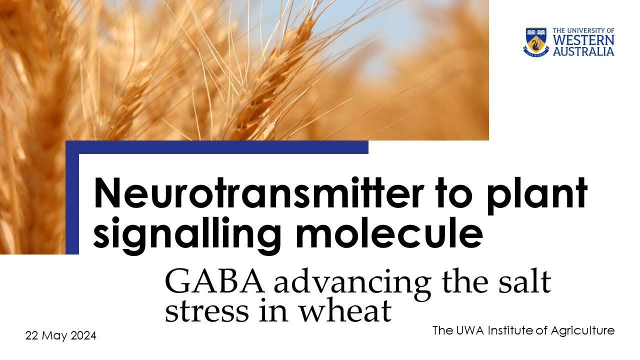 Neurotransmitter to plant signalling molecule: GABA advancing the salt stress tolerance in wheat