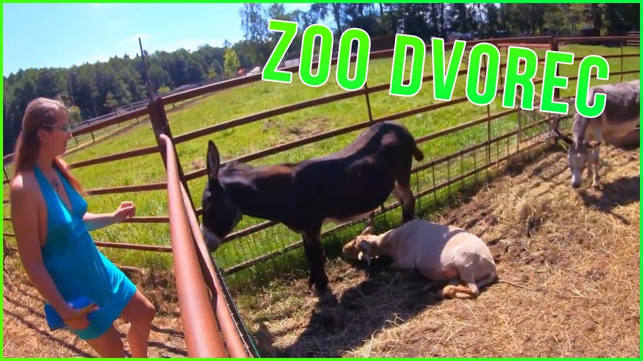 ZOO Dvorec 🦁🐯🐺🐵🦓🐫🐍🦜