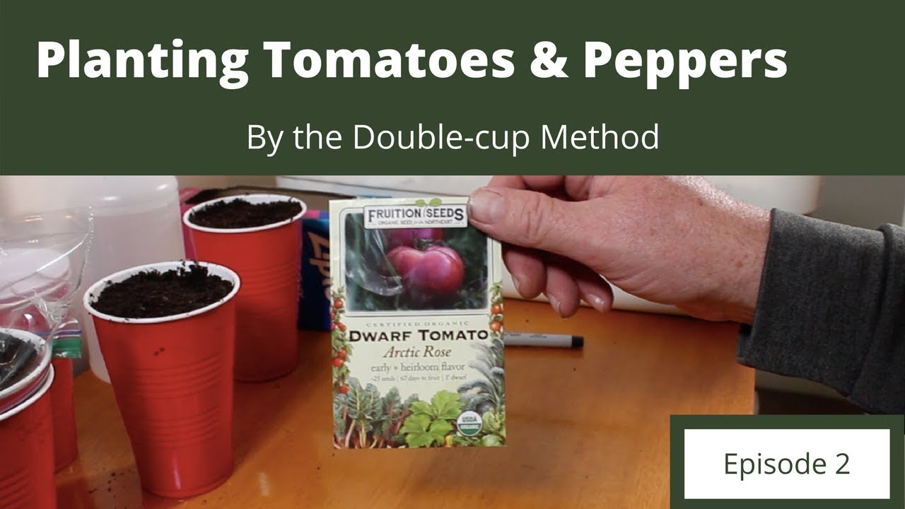Planting Tomatoes & Peppers by the Double-Cup Method