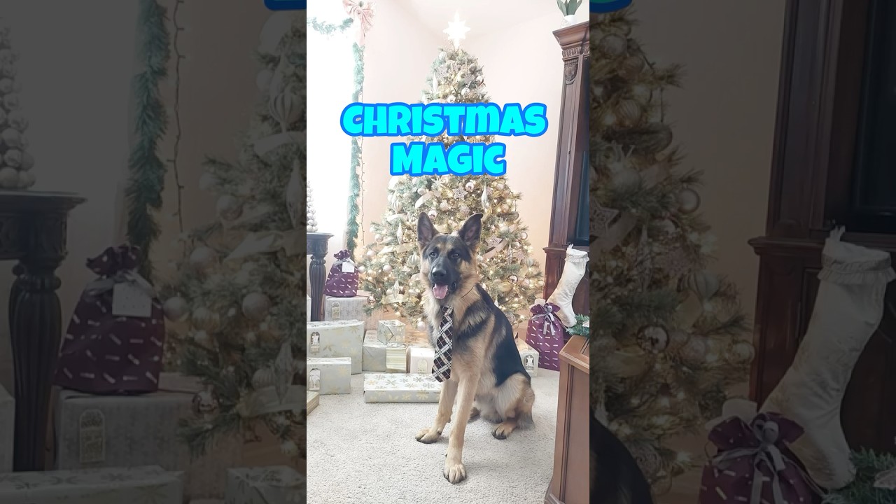 My German Shepherd's Heartwarming Holiday Message! ✨🐕