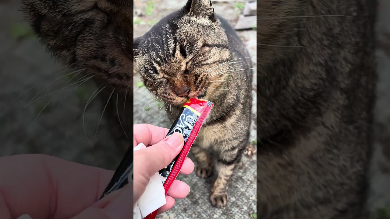 ただいま🏠トラ君ฅ^&bull;&omega;&bull;^ฅ #cat #猫のいる暮らし #保護猫