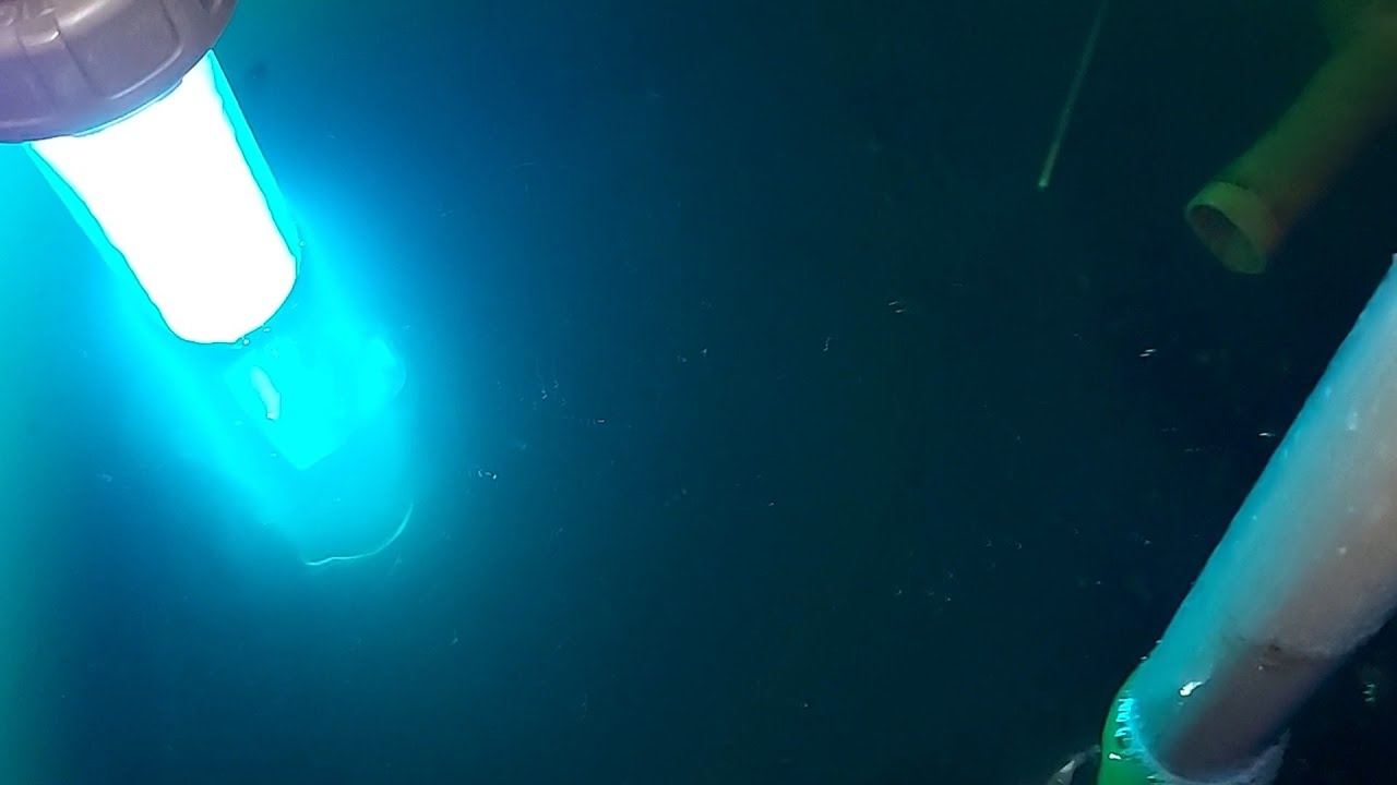 Germicida UV-C anti alga verde.