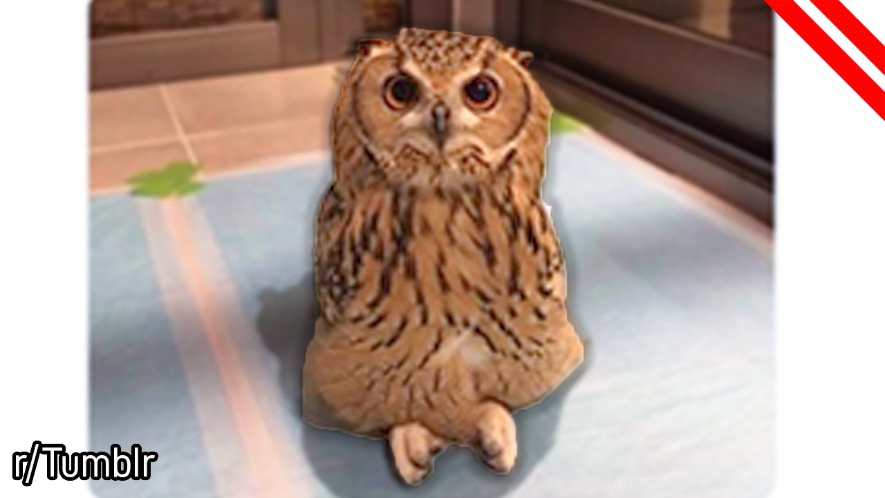 r/Tumblr | EVERYBODY STOP! Owls can cross their legs!