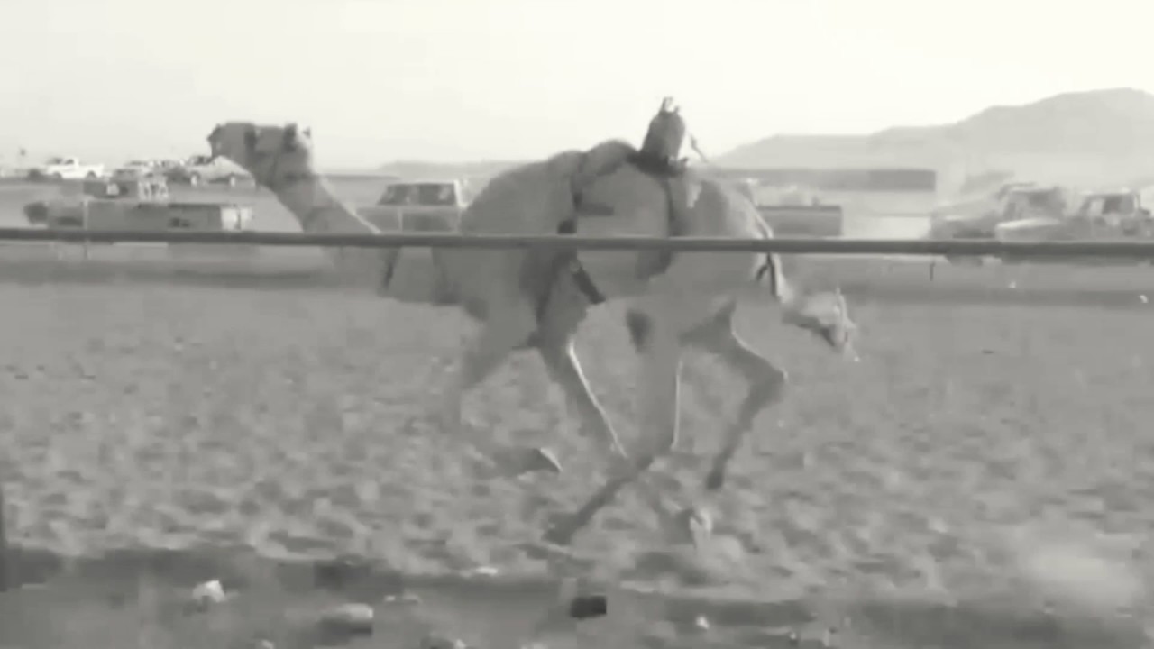 معركة بين الهجن والمعلق فصل مع مذخور جهينه في ميدان تبوك 🔥🐪HD