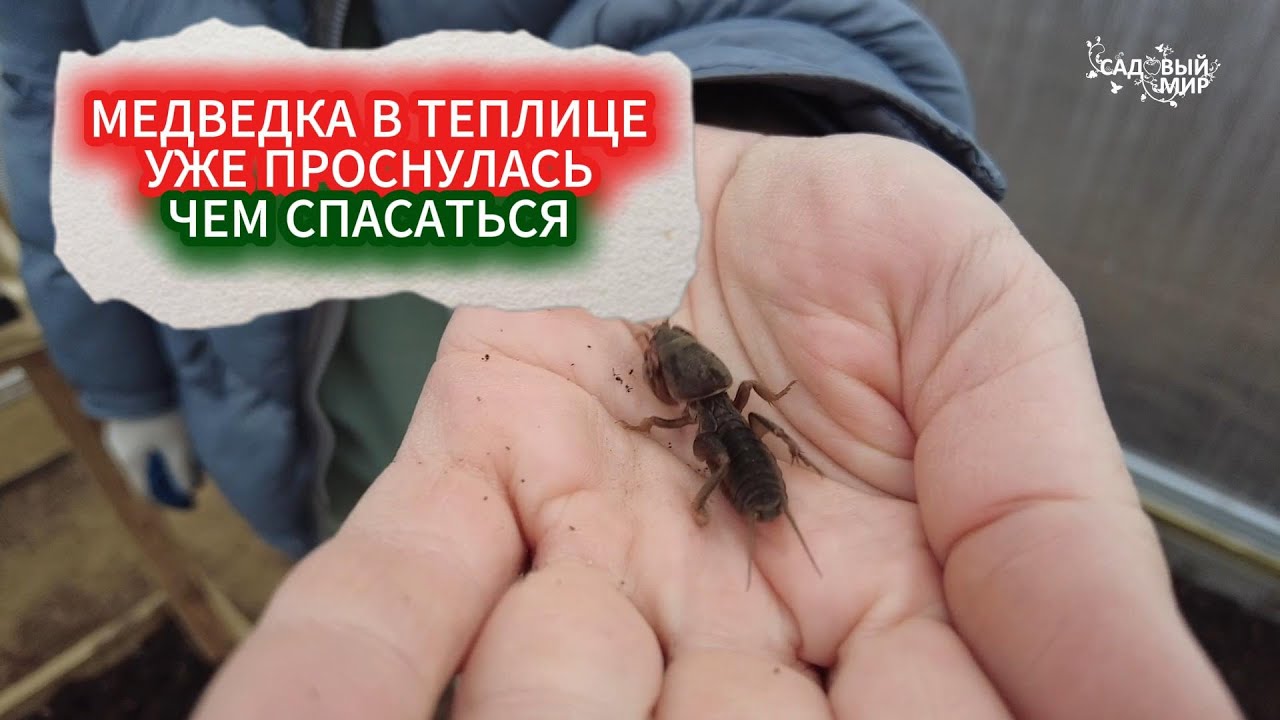 ЧЕМ ОБРАБОТАТЬ ЗЕМЛЮ  В ТЕПЛИЦЕ ВЕСНОЙ ПЕРЕД ПОСАДКОЙ ОТ ВРЕДИТЕЛЕЙ И БОЛЕЗНЕЙ - 10 ПРОСТЫХ СОВЕТОВ