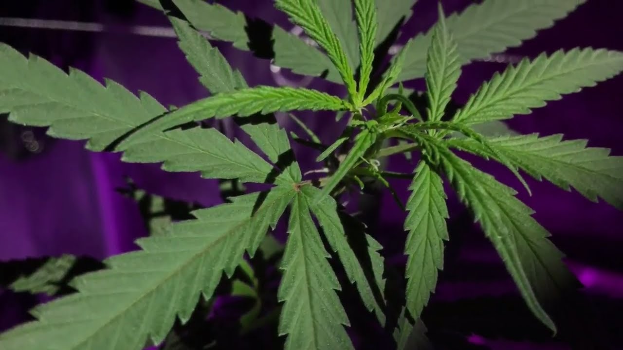 King Plus 1000w Led grow update #6: Blue dream clone to harvest