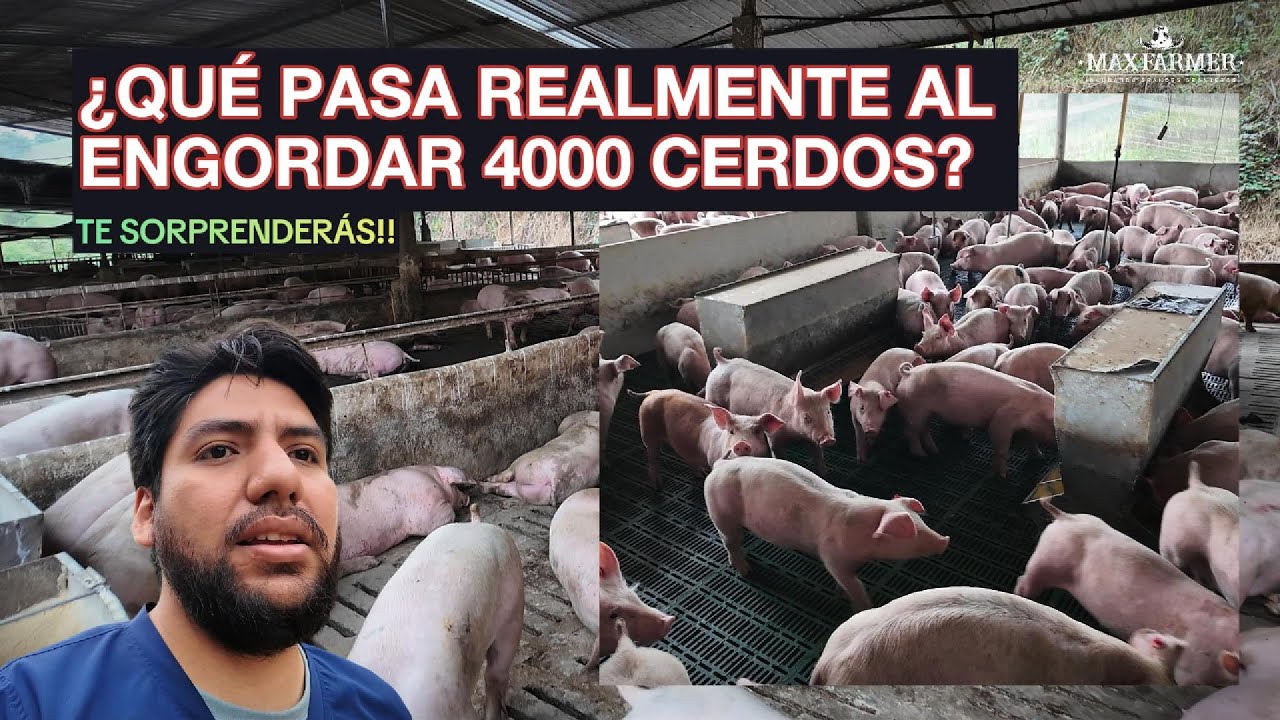 ¿Qué Pasa Realmente al Engordar 4MIL Cerdos? ¡Te Sorprenderás!