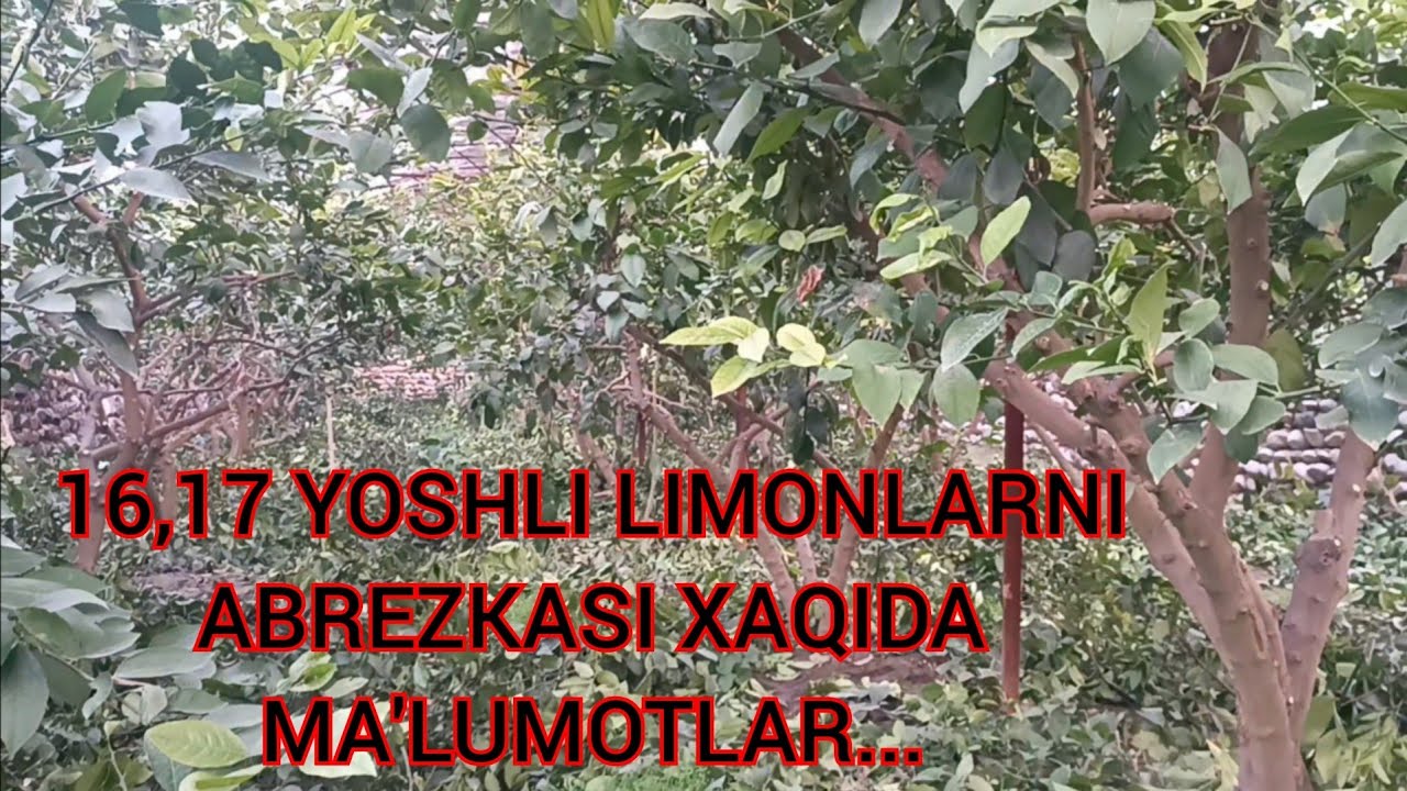 #agranomlimon 16,17 Yoshli Limonlar Abrezkasi xaqida ma'lumotlar Tel:+998908611991