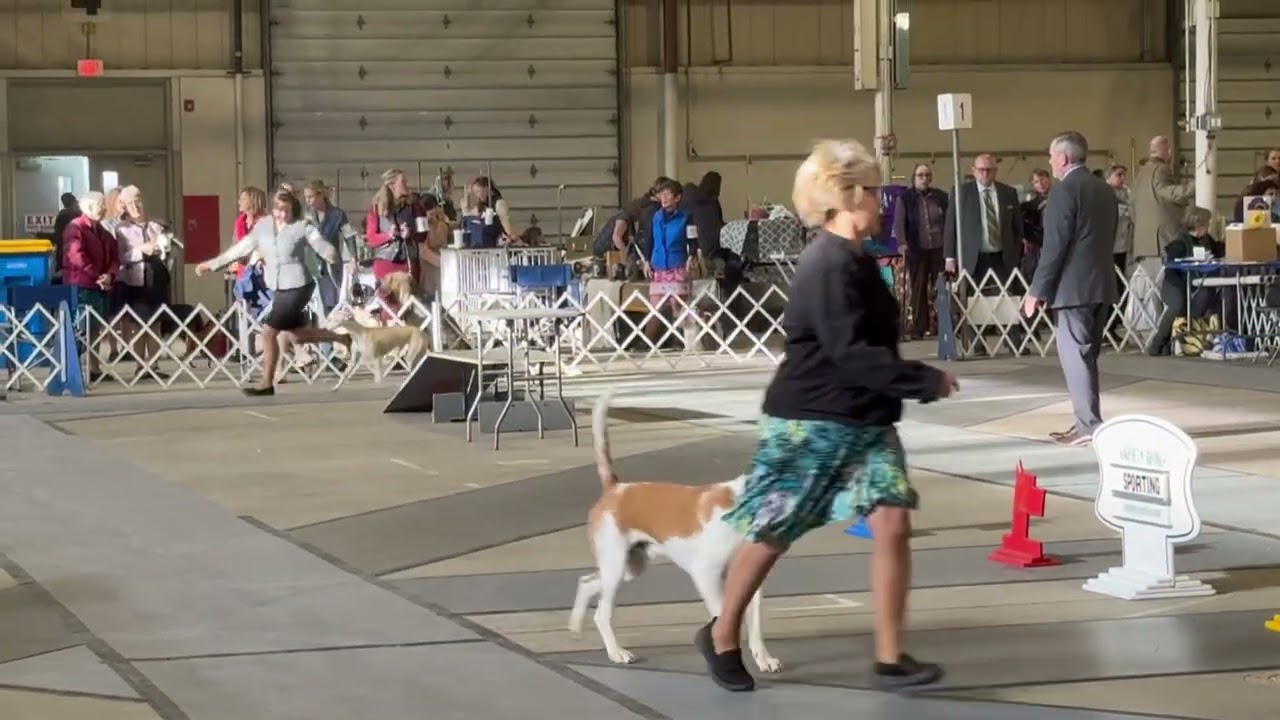 Breaker (1) OH HG - West Springfield Feb 2026 Dog Show