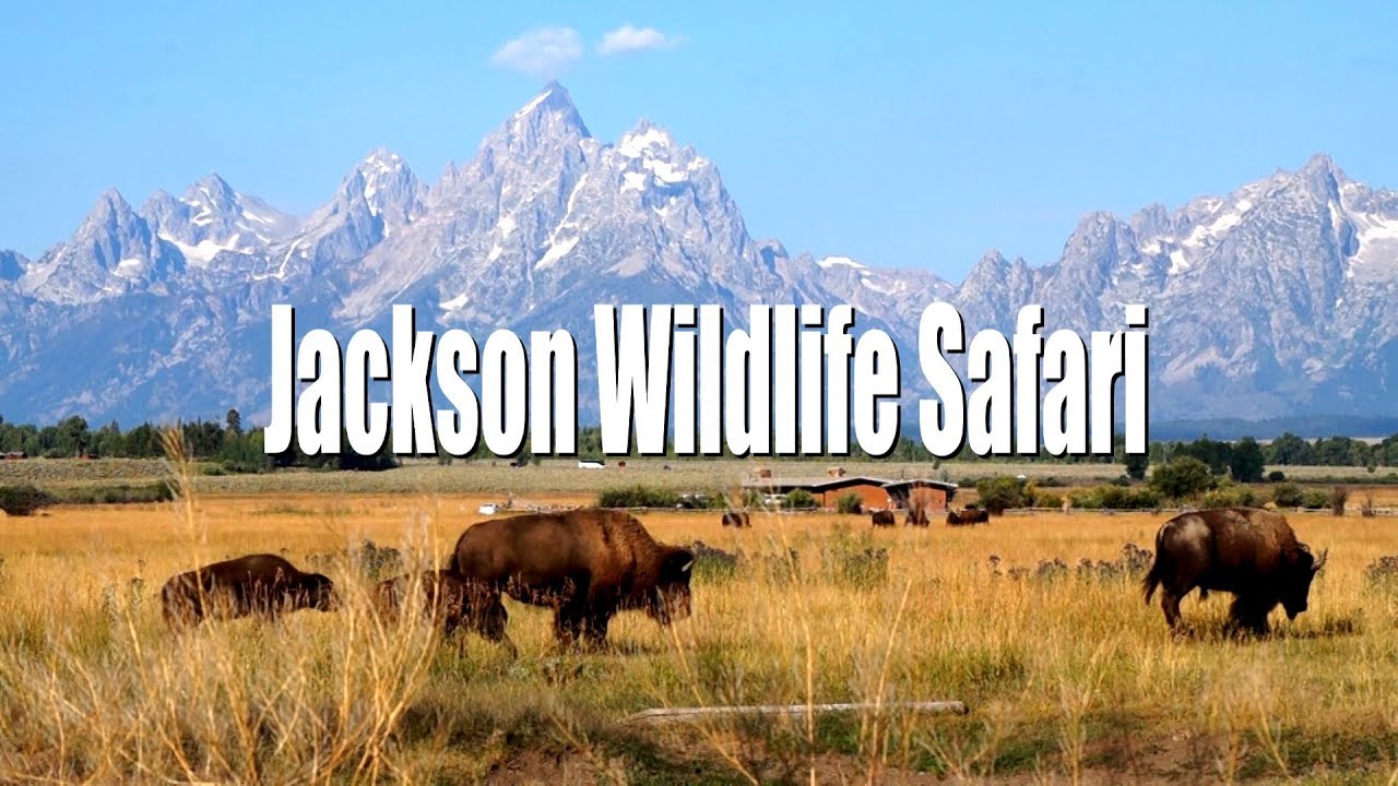 Jackson Wildlife Safari - Vlogging Wyoming 22