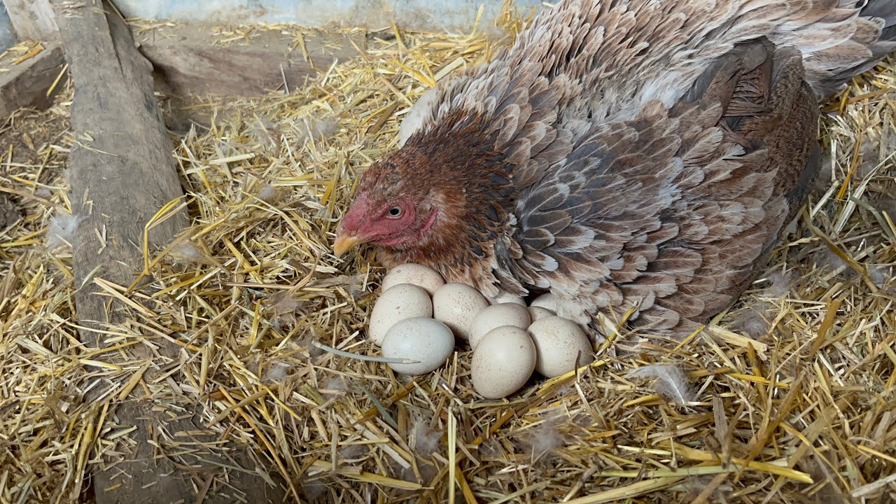Hint Tavuğu Gurk Oldu / Keklik Yumurtası Koydum / Tavuk Altına Keklik Yumurtası Konur mu? / #hint
