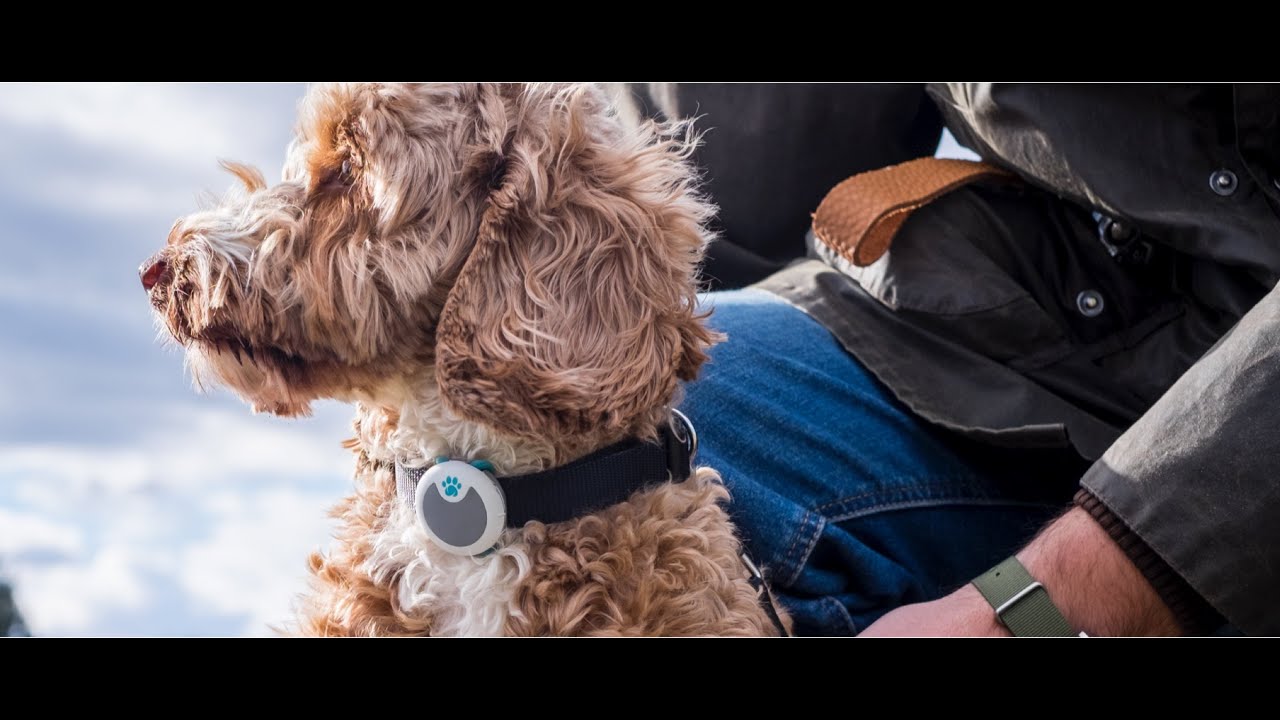 Sure Petcare Animo - Lifelong Activity Tracker & Behavior Monitor For Dogs Review