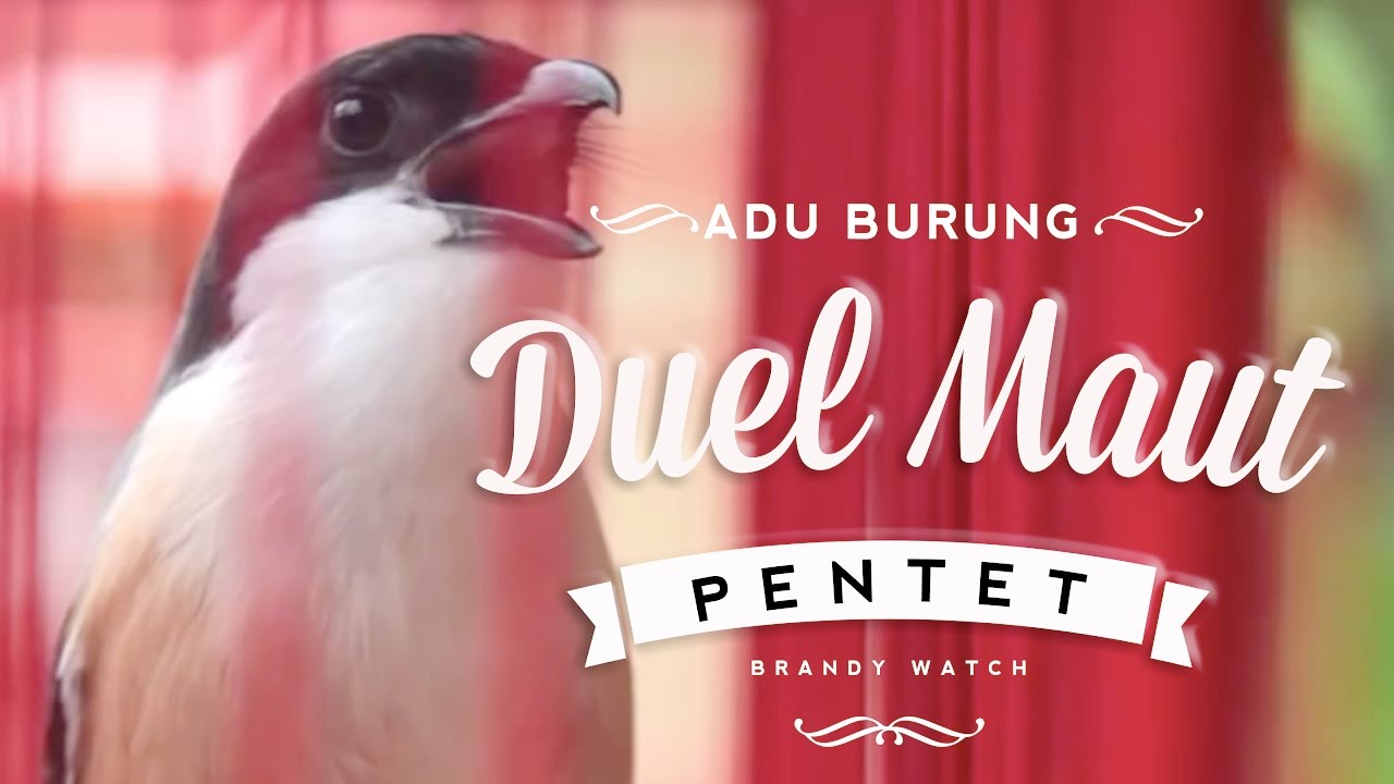 BRANDYWATCH : BONGKAR RAHASIA Pentet Gacor Bisa Juara Nasional Berani Duel Maut