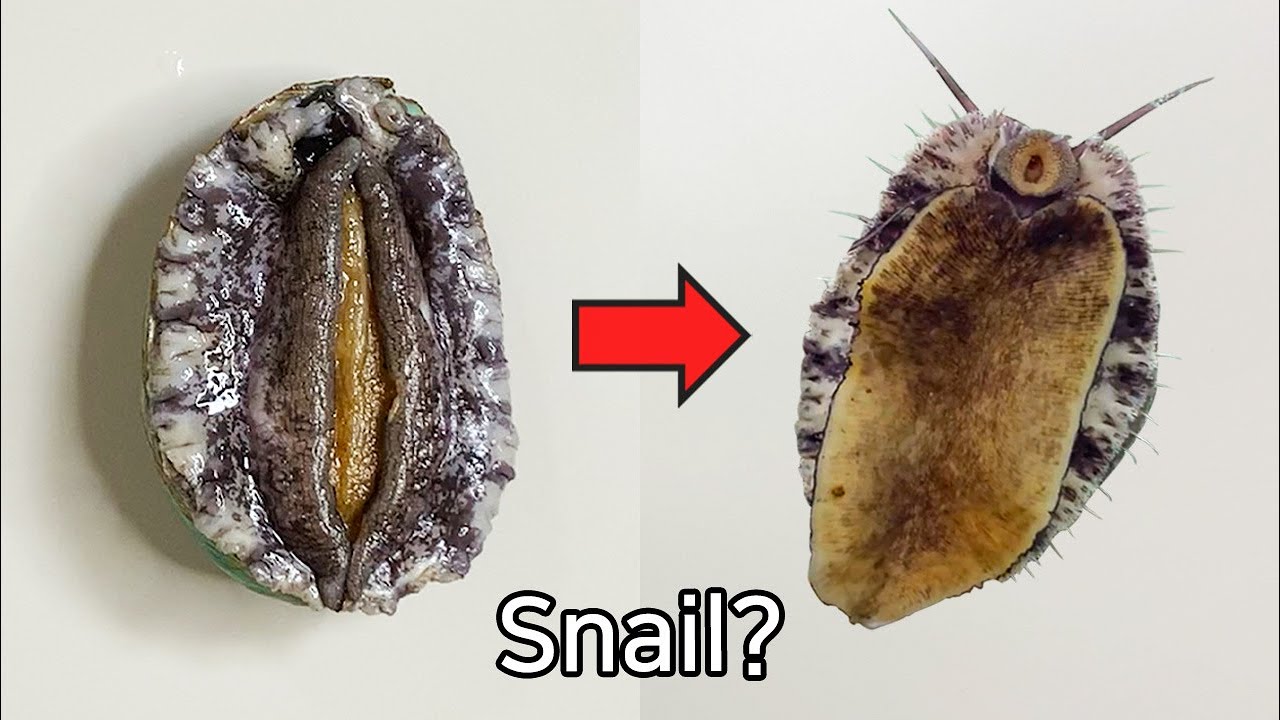 Why Is Abalone Called A Sea Snail? - Abalone Dissection