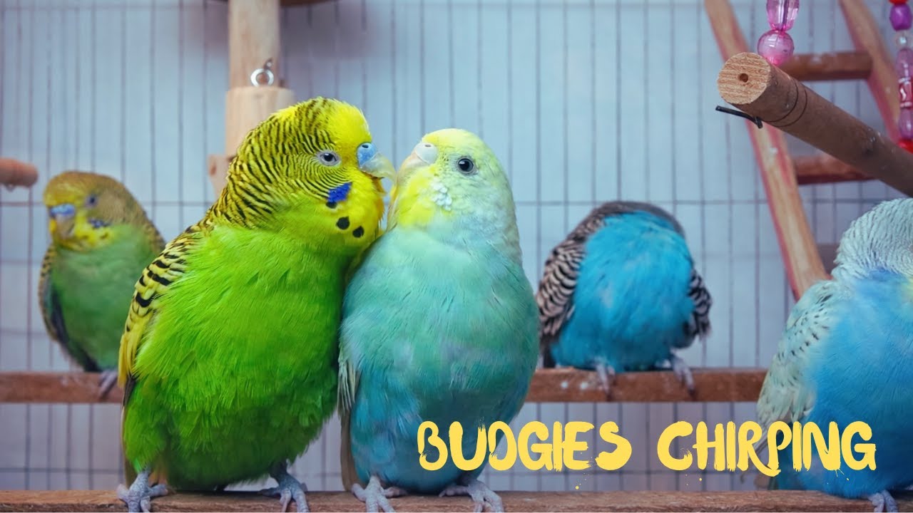 10 hours Happy budgie sounds for lonely budgies | Budgerigar bird sound