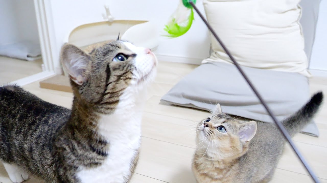 Daddy cat Coco and daughter cat Kiki play with green toys