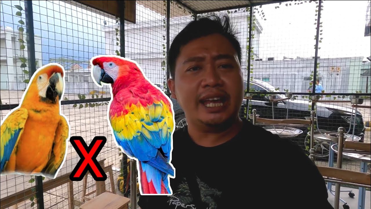 REVIEW CAPRI MACAW . HYBRID MACAW PALING LANGKA