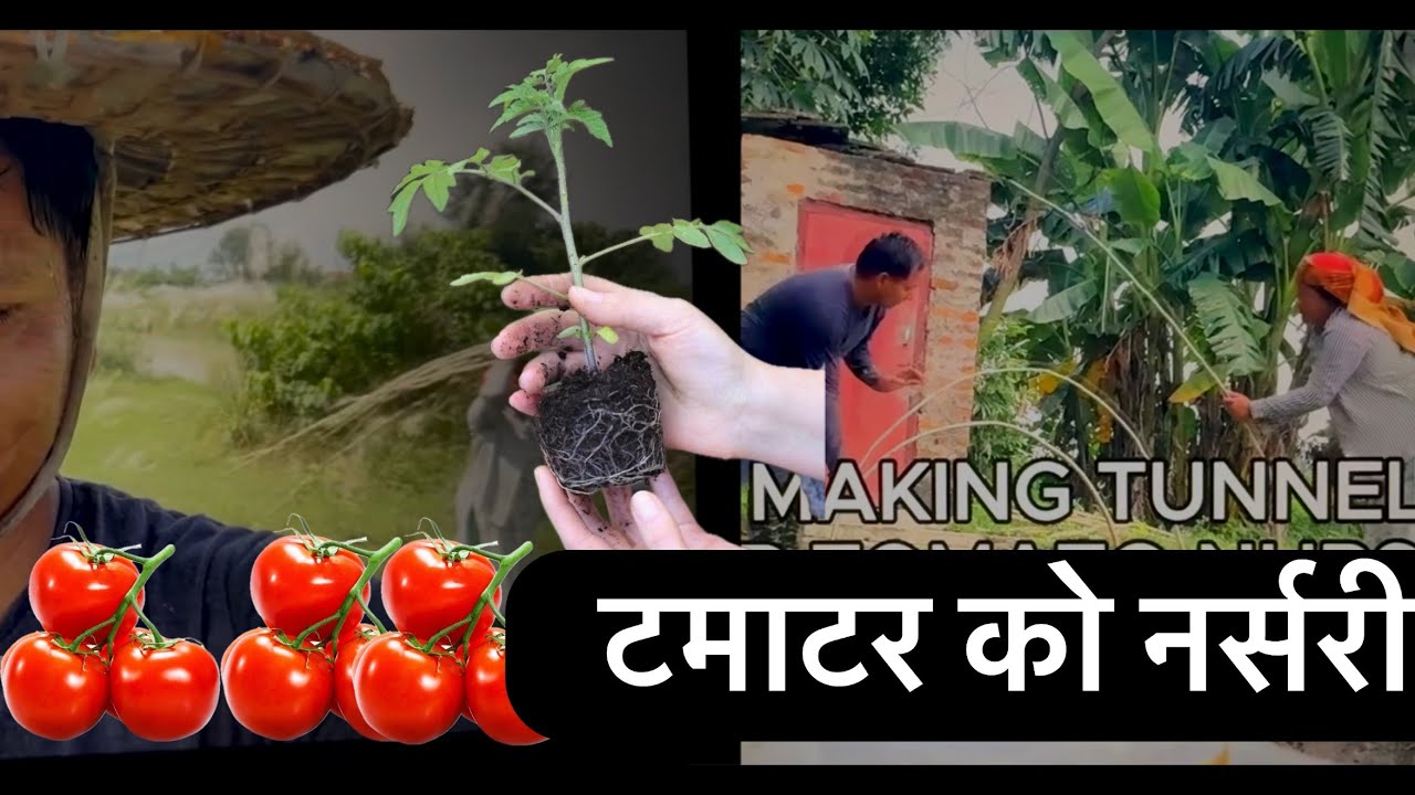 TOMATO NURSERY बनाउँदा  नपाउनु  दुःख  पाइयो | गोलभेँडा को  ब्याड राख्ने तरिका ! 