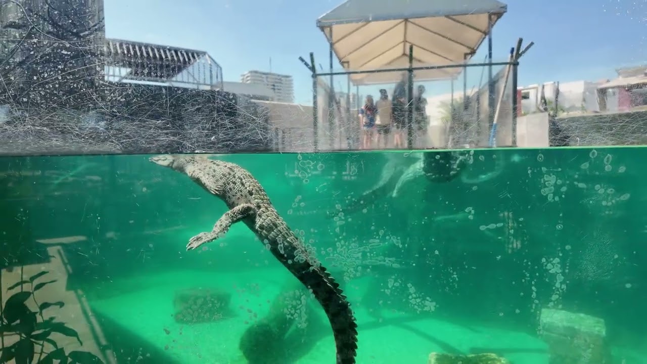 Darwin Crocosaurus Cove