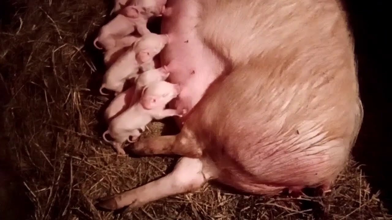 Опорос свиноматки🐖