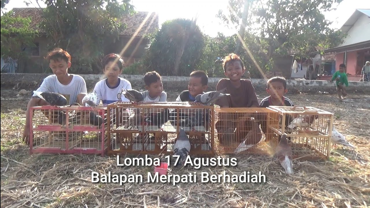 Lomba 17  Agustus Balapan Merpati Super Cepat! Episode 25
