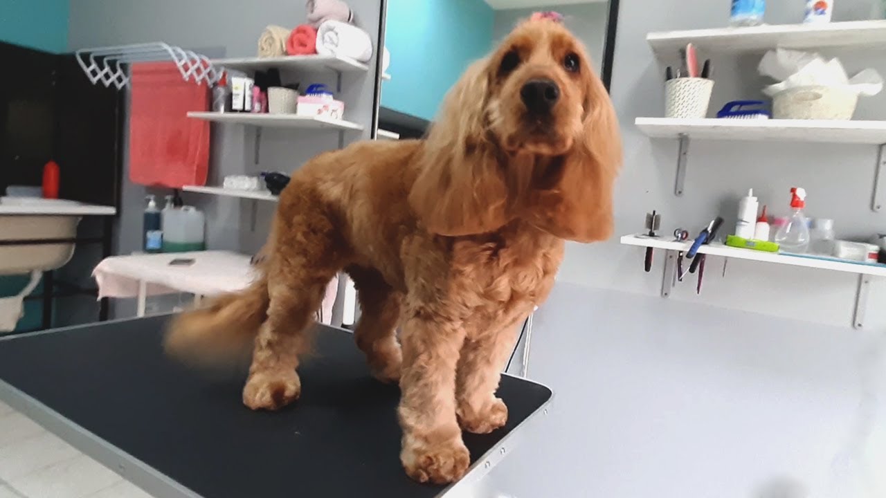 Lovely ❤ COCKER SPANIEL at Grooming Salon (with butterfly on the head)