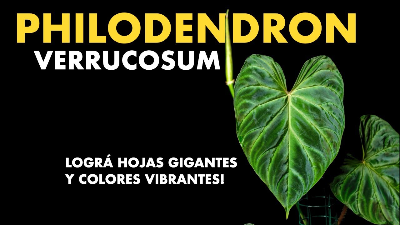🌱 Guia definitiva para cuidar tu Philodendron verrucosum y que haga hojas gigantes!