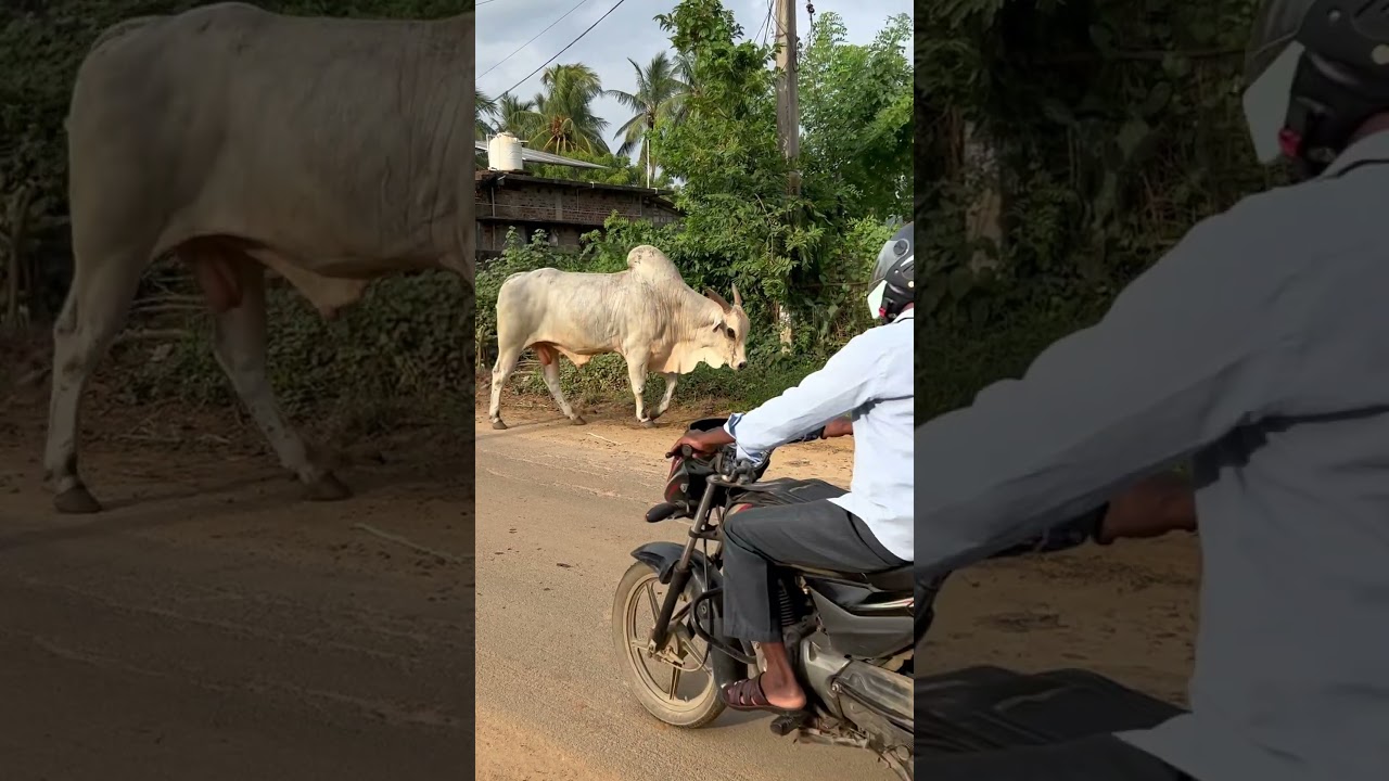 Ambothu #ongole bull