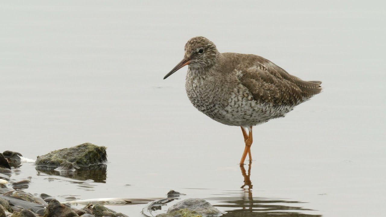 Common Redshank calls and feeds  - Lancashire  - June 2021