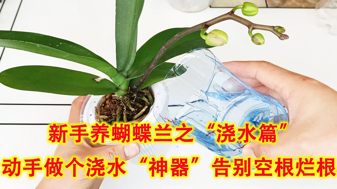 新手养蝴蝶兰“浇水篇”，动手做个浇水“神器”，告别空根烂根！（阿涛养花172期）
