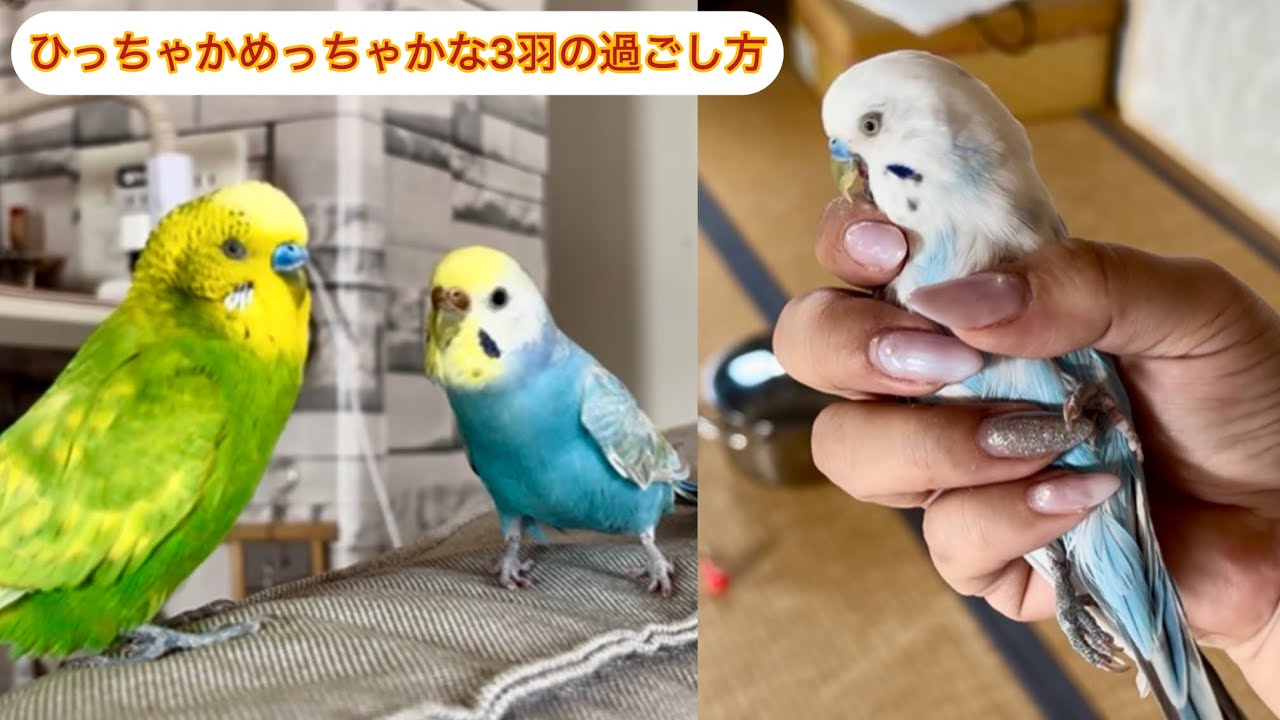 一方的な鬼ごっこ🙄これが動物の本能なのか‼️