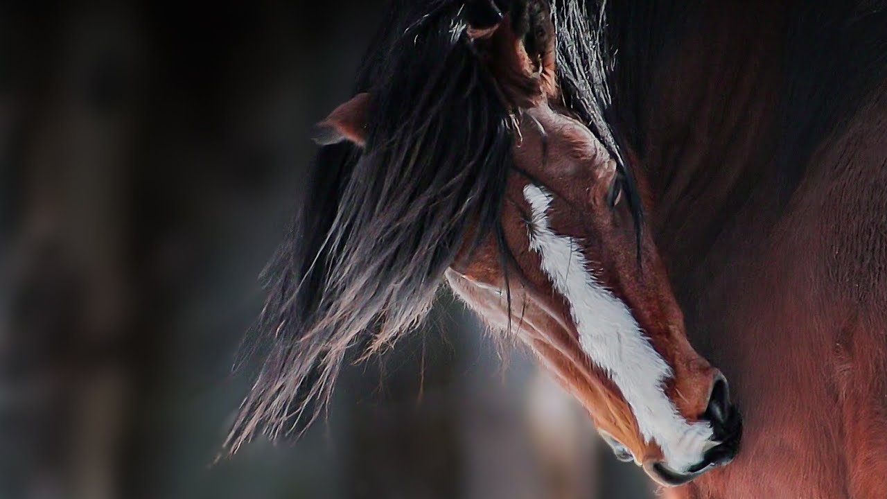 'Half Eared Crazy Eyes' | Wild stallion in the Rocky mountains- H.E.C.E