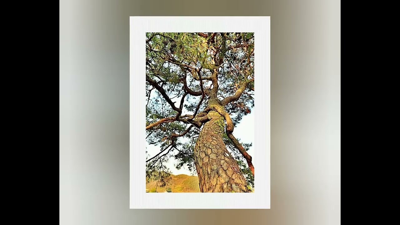 모든 풍파를 견디고 온  용트림 소나무  1부