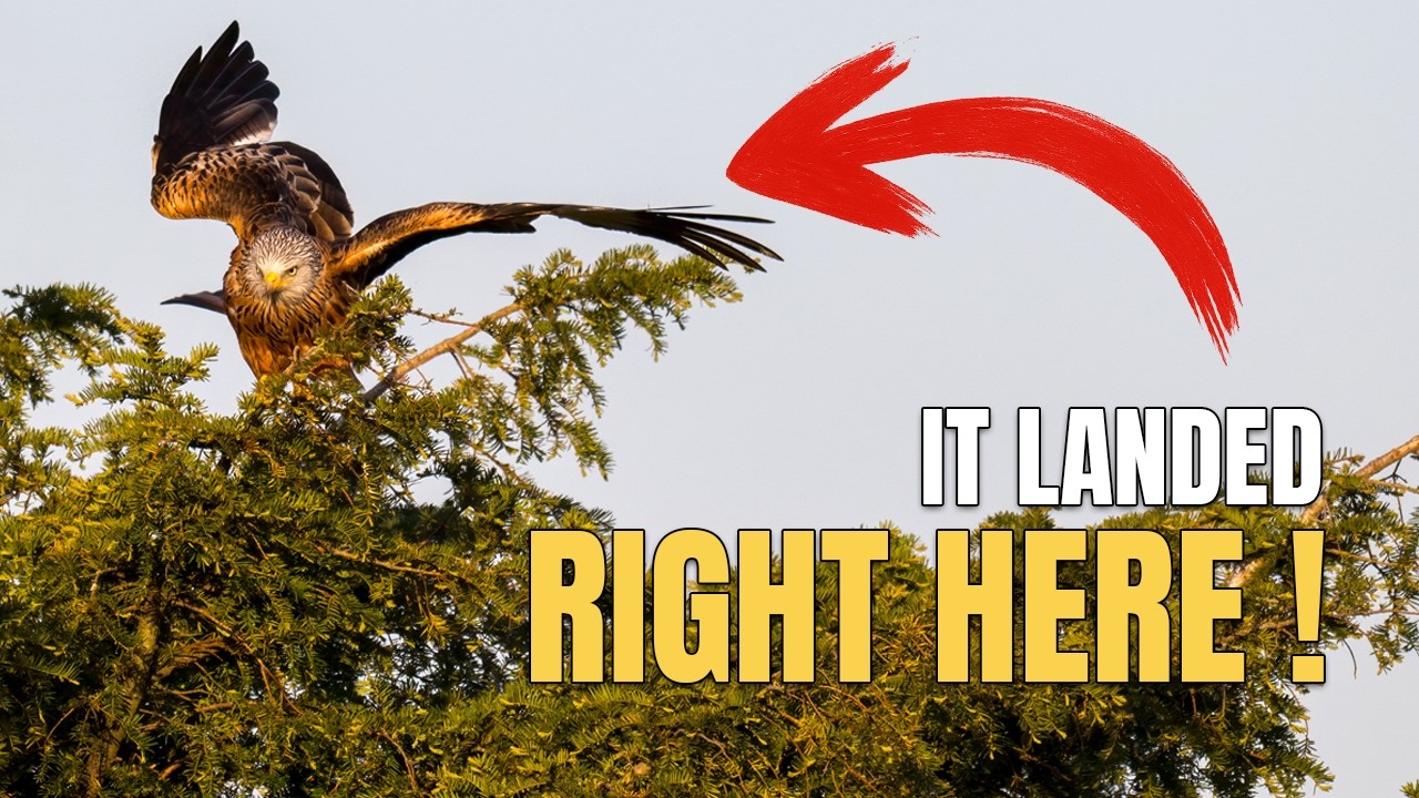 INSANE Red Kite Encounter - Watlington Hill - Wildlife Photography with the Nikon Z8