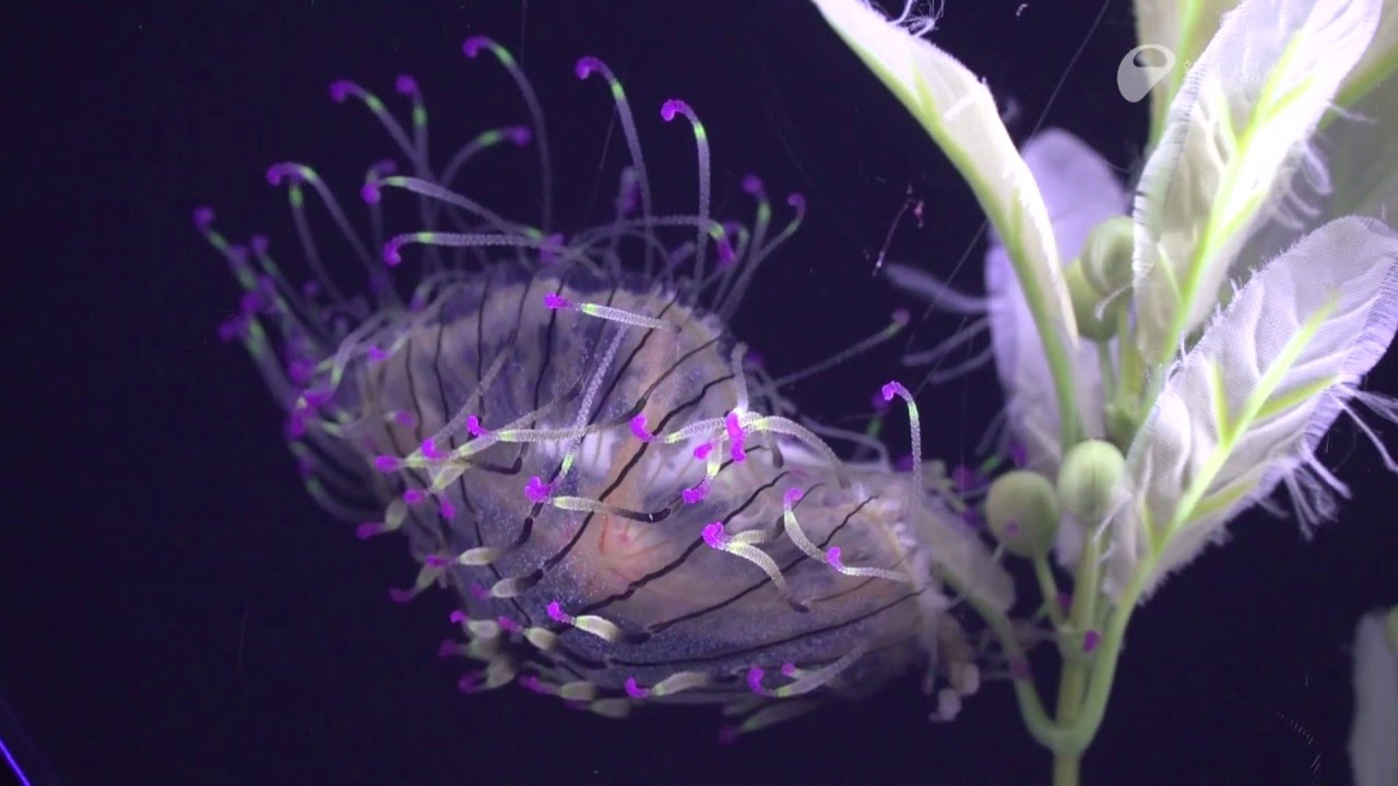 優雅で美しいハナガサクラゲ - Flower hat jelly