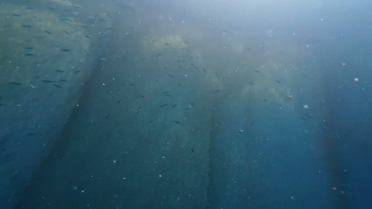 Fish Farm Dive: Juvenile Fish Cage Inspection