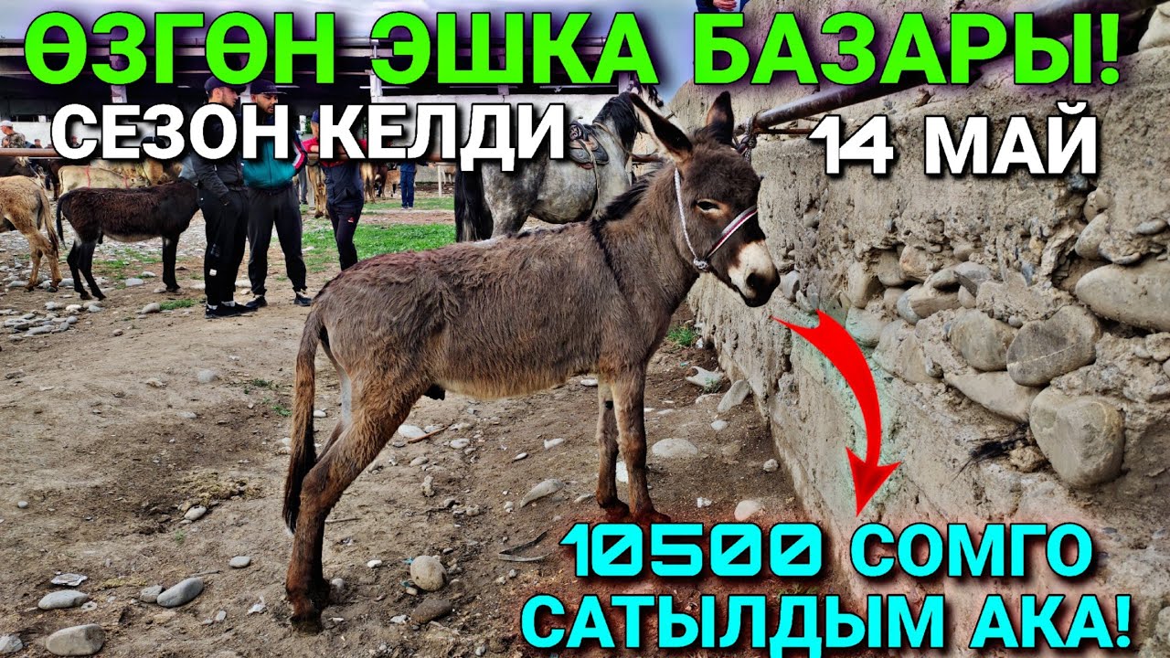 ЧОҢ ЭШЕК ЧОҢ АКЧА БОЛОТ ЭКЕН 🤯🤯 #байтв