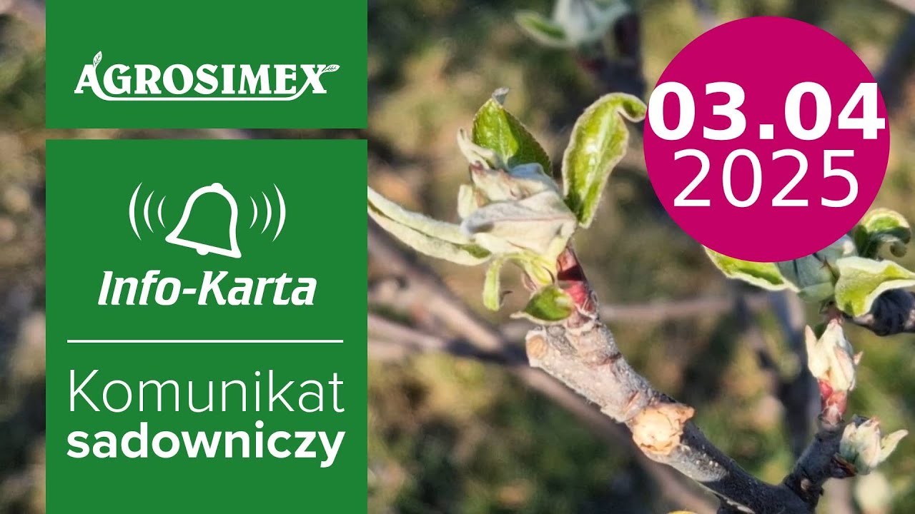 Parch i przymrozki - aktualne zalecenia 🌱❄️ | Komunikat sadowniczy