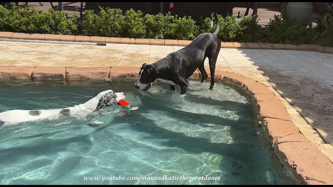 Funny Great Danes Love Playing With Pool Toys In & Out Of The Pool