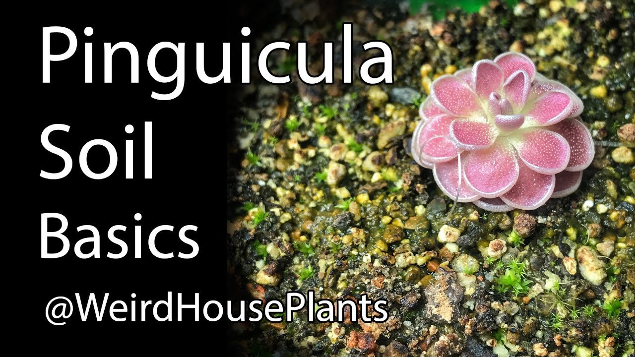 Pinguicula Soil for Beginners