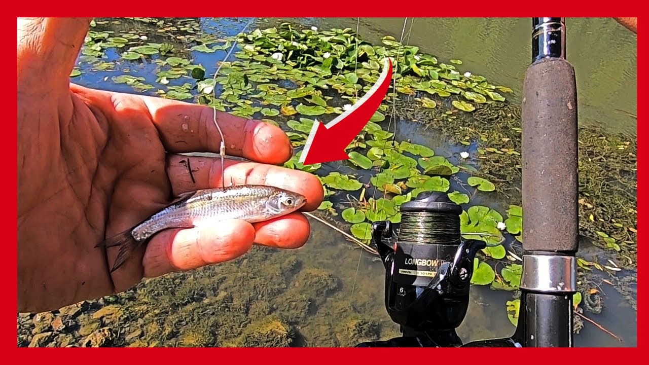 DELTA DUNARII ‼️Ce-am PESCUIT la PESTISOR in PARADIS ?❓